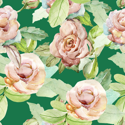 水彩作画。显示的玫瑰。