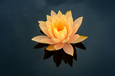 橙色耐寒睡莲花