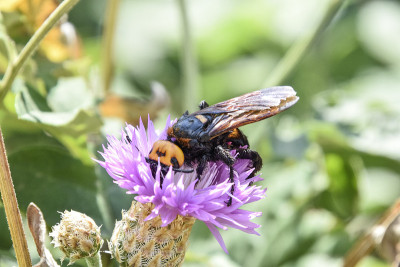 Megascolia maculata。庞大的黄蜂。