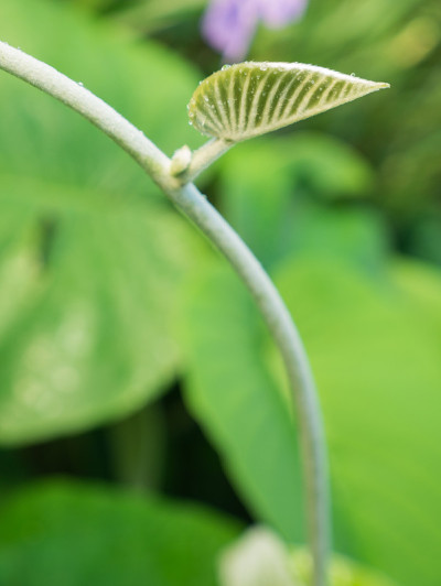 林玫瑰传单上的雨滴
