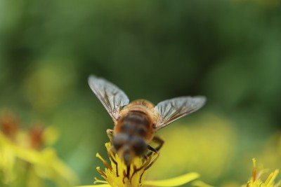 蜜蜂