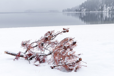 冬天山上的湖上有一棵大树枝在雪地里