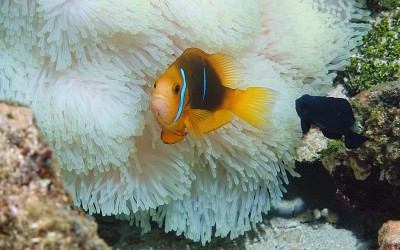 热带鱼、海葵和海葵