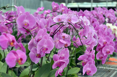 兰花的花