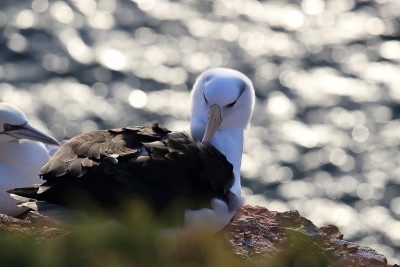 白眉信天翁(Thalassarche melanophris)或德国Mollymawk Helgol