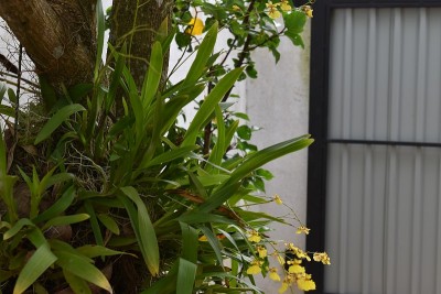 康甸舞兰花花与植物