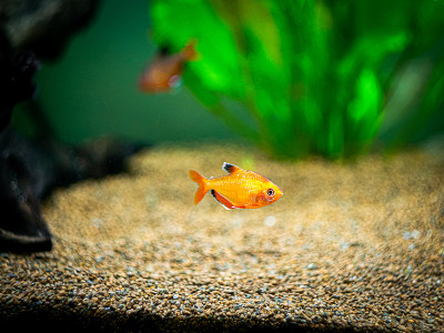 在一个鱼缸里的tetra serpae
