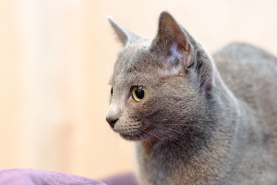 一只俄罗斯蓝猫躺在沙发上