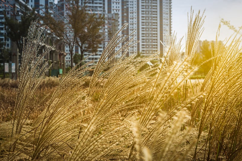 芦苇在微风中摇曳