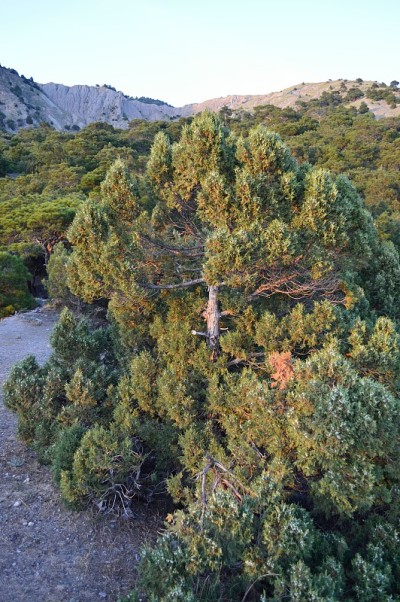 克里米亚山区的一棵老杜松树