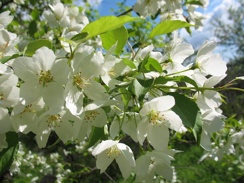 苹果树之花