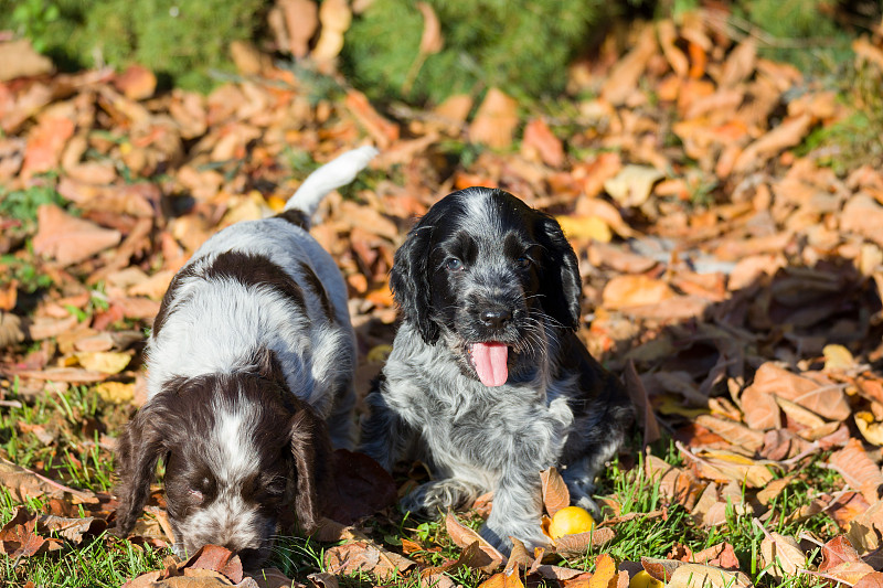 英国可卡犬幼犬