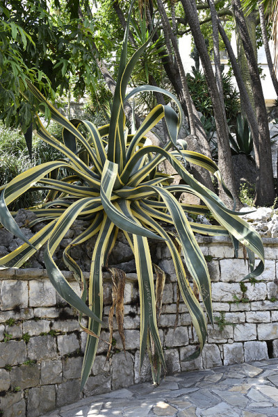 龙舌兰