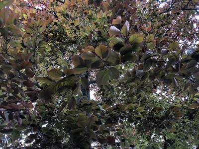 铜山毛榉树冠