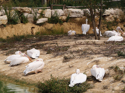 大白鹈鹕(学名:pelelecanus onocrotalus)