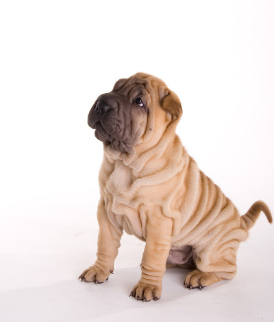 sharpei小狗