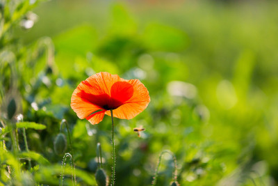 花