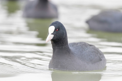 游泳白骨顶(Fulica atra)靠近欧亚白骨顶
