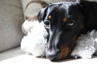 迷你腊肠犬休息