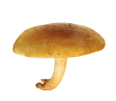 在白色上分离的黄色的capnoides