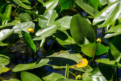黄水花(Nuphar Lutea)
