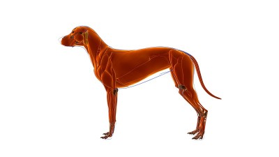 狗肌肉解剖医学概念3D