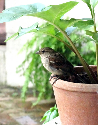 麻雀