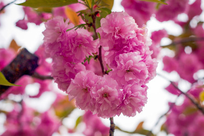 樱花樱花