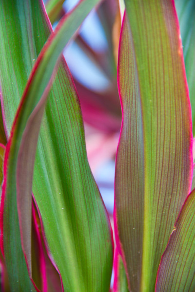 Cordyline叶子背景