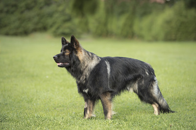 德国牧羊犬