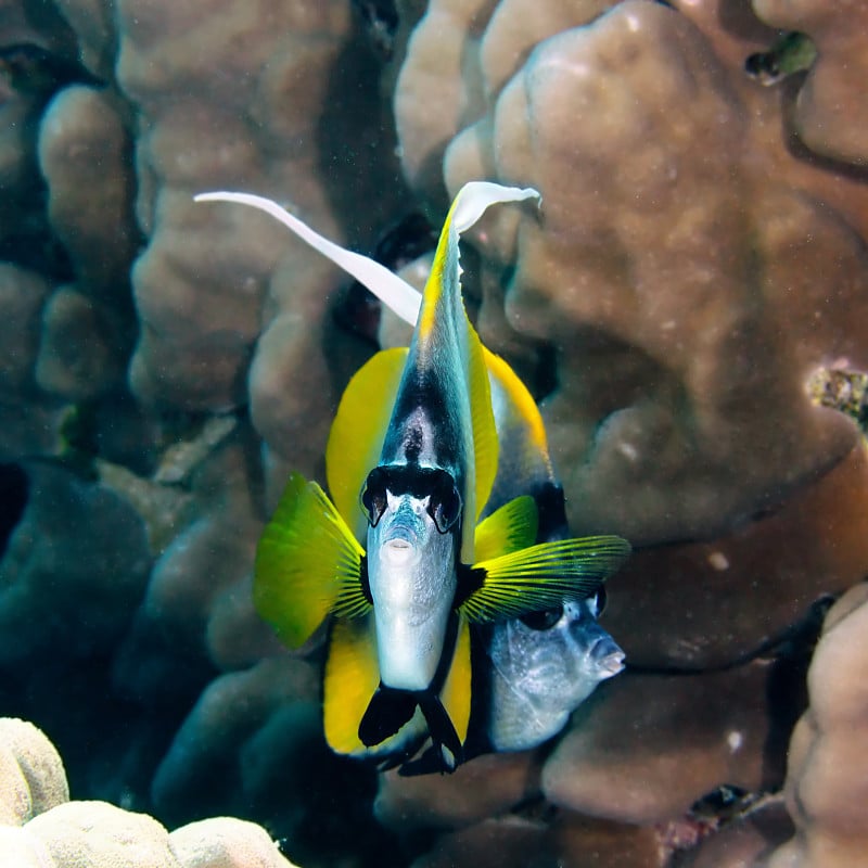 红海bannerfish