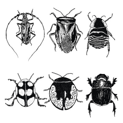 Insect stipple drawing set isolated. Insects and b