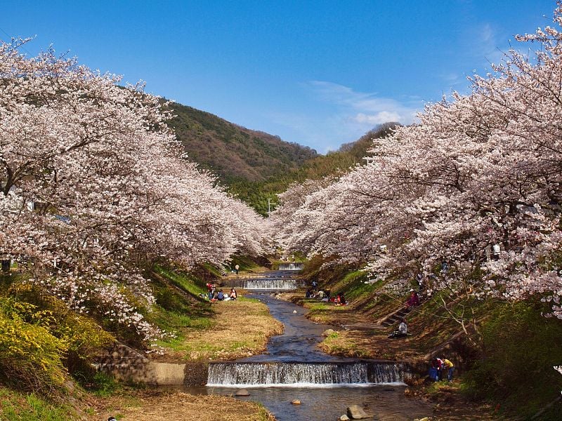 一排樱花树