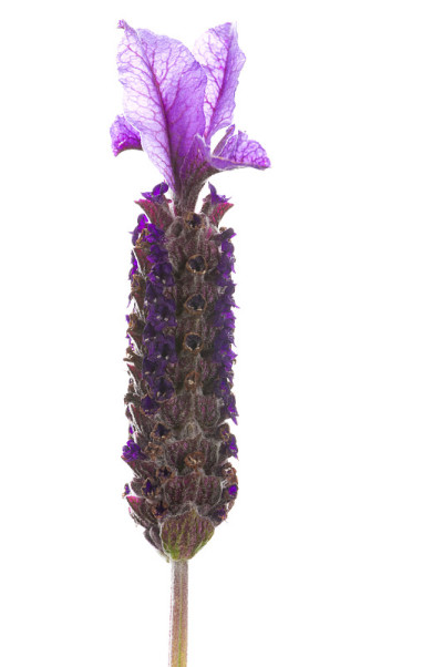 薰衣草花