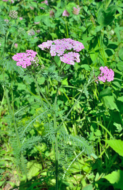 草本milfoil (Achillea asiatica
