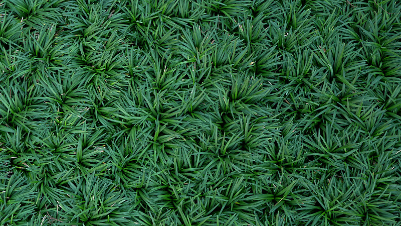 绿叶植物麦冬园背景草