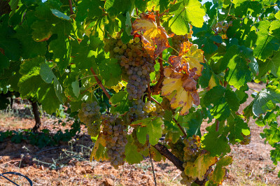 AOC Luberon mountains的葡萄园靠近Apt与老葡萄树干生长在红色粘土土壤，白葡萄酒