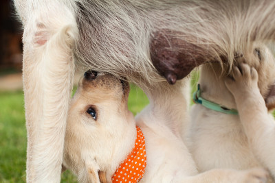 可爱的拉布拉多幼犬正在吮吸牛奶