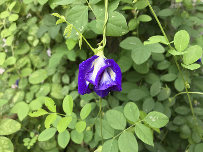 紫蝴蝶豌豆花