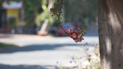 萨拉弗洛拉，Shorea罗布斯塔，炮弹树花头镇景观股票照片