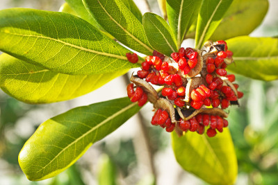 Pittosporum tobira