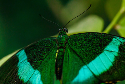 宏观美丽蝴蝶Papilio palinurus