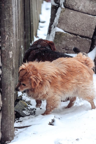 狗在冬天在花园里玩雪