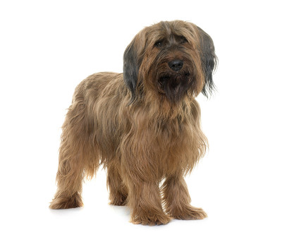 伯瑞犬在工作室