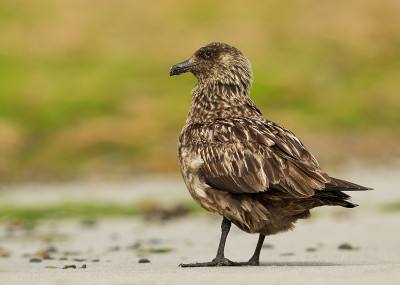 大贼鸥的特写镜头(Stercorarius skua)