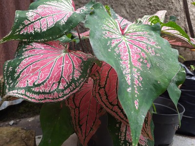红色贝母植物