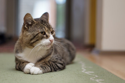 猫
