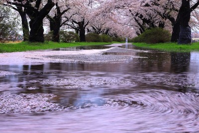 雨后一排樱花树