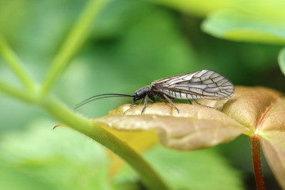 Schlammfliege