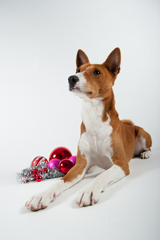 Basenji